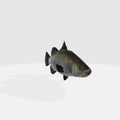 Illustration of a 3D rendering of barramundi on a white background