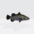 Illustration of a 3D rendering of barramundi on a white background