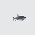 Illustration of a 3D rendering of a great white shark on a white background Royalty Free Stock Photo