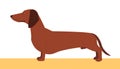 Illustration of a dachshund