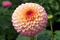 Dahlia flower in the garden, closeup of a flower