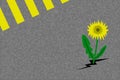 Illustration of dandelion grow through asphalt. Spring coming concept. Flat style.