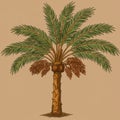 Illustration of a date palm tree (Phoenix dactylifera) featuring a textured brown trunk Royalty Free Stock Photo