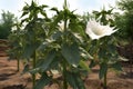 Datura stramonium is a plant with white flowers