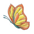 Illustration with decorative summer butterfly.Exotic butterfly with colorful wings. Tropical flying insect
