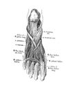 The illustration of the deep branch of the external plantar nerve in the old book die Anatomie des Menschen, by C. Heitzmann, 1875