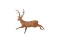 Illustration of a deer in a jump for your design. Deer spotted brown isolated on white background.