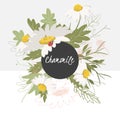 illustration Delicate chamomile flower