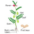 An illustration depicting parts of a plant chickpeas.