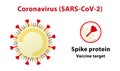 Illustration of coronavirus structure, highlighting its spike protein. Text in English.