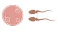 Illustration depicting two sperm cells approaching an ovum, representing the process of fertilization or conception isolated on Royalty Free Stock Photo