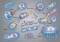 Illustration depicting various bacterial cell structures Royalty Free Stock Photo