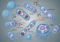 Illustration depicting various bacterial cell types, Royalty Free Stock Photo