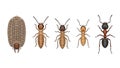 Ant Life Cycle Stages, Development Illustrative Composition on Isolated White Background Royalty Free Stock Photo