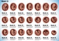 Illustration depicts fetal development from weeks 12 to 40 in a Royalty Free Stock Photo