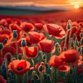 planes flying over a poppy field as the sun goes down Remembrance Day illustration