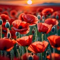 planes flying over a poppy field as the sun goes down Remembrance Day illustration