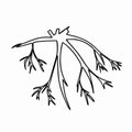 Illustration depicts a mixed root system with branching patterns, highlighting key structural elements typical of plant roots