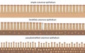 Different types of columnar epithelium a biological illustration for science Royalty Free Stock Photo
