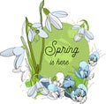 Illustration of Design banner with spring is here logo. Card for spring season with First spring flowers. Graphic