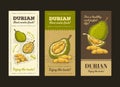 illustration in design packing for durian fruit, template, moc up