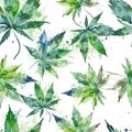Seamless pattern green leaves of marijuana watercolor. Vector illustration