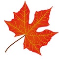 illustration of a detailed orange color plant leaf Royalty Free Stock Photo