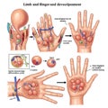 Illustration detailing limb and finger development. Includes diagrams of embryonic limb buds, Royalty Free Stock Photo