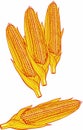 Ears of corn in detailed rendering.