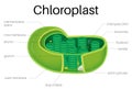 Illustration diagram of Chloroplast on plants.