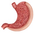 Illustration of diagram of human stomach anatomy