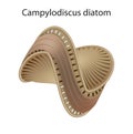 Illustration of the diatom Campylodiscus