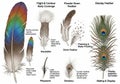 Illustration of different feather types with descriptions of their functions Royalty Free Stock Photo