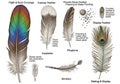 A long, peacock-like Display Feather features an eye pattern Royalty Free Stock Photo