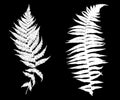 Illustration of different ferns Royalty Free Stock Photo