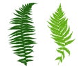 Illustration of different ferns Royalty Free Stock Photo