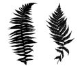 Illustration of different ferns Royalty Free Stock Photo