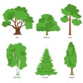 Illustration of different kind of tree. Flat cartoon vector illustration Royalty Free Stock Photo