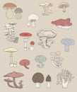 Illustration of different kinds of mushrooms