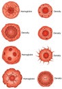 Illustration of different microscopic cellular structures, each labeled as \