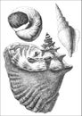 Illustration with different realistic seashells