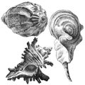 Illustration with different realistic seashells