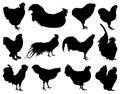 Illustration of different roosters