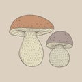 Illustration of different sized mushroom