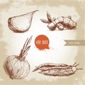 illustration of different spices. Garlic clove, ginger root, onion and chili peppers.