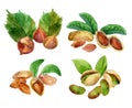 Illustration with different watercolor nuts