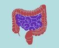 Illustration of digestive system, colon, gut