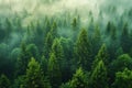Digital artwork of  dense forest of pine trees, seen from above, is bathed in the soft light that filters through its canopy. the Royalty Free Stock Photo