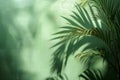 Digital artwork of shadows of palm tree leaves on wall of green room Royalty Free Stock Photo