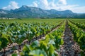 Digital artwork of vineyard in the south of france, blue sky, closeup on green grape leaves and young grapes, mountains visib